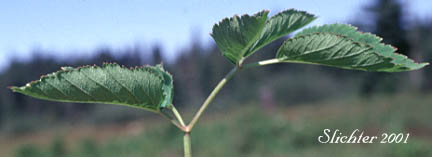 Sideview of a leaf of Kneeling Angelica: Angelica genuflexa