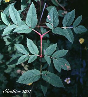 Leaf of Kneeling Angelica: Angelica genuflexa