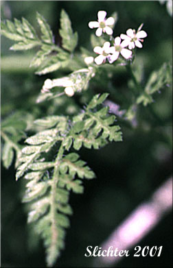 Flowers and stem leaf of Beaked Parsley, Bur Chervil, Burr Chervil: Anthriscus caucalis (Synonyms: Anthriscus neglecta var. scandix, Anthriscus scandicina , Anthriscus vulgaris, Scandix anthriscus)