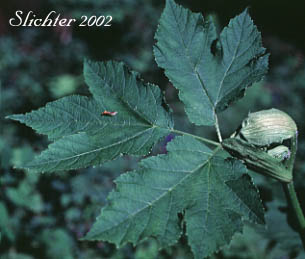 Stem leaf of Cow Parsnip: Heracleum maximum (Synonym: Heracleum lanatum)