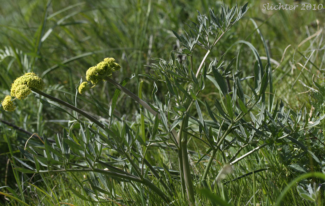 Broadnineleaf Biscuitroot, Broad Nineleaf Lomatium, Nine-leaf Desert Parsley: Lomatium triternatum var. anomalum (Synonyms: Lomatium anomalum, Lomatium triternatum ssp. triternatum var. anomalum)