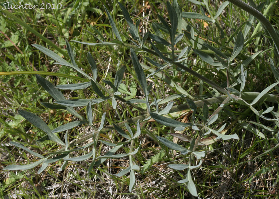 Leaf of Broadnineleaf Biscuitroot, Broad Nineleaf Lomatium, Nine-leaf Desert Parsley: Lomatium triternatum var. anomalum (Synonyms: Lomatium anomalum, Lomatium triternatum ssp. triternatum var. anomalum)