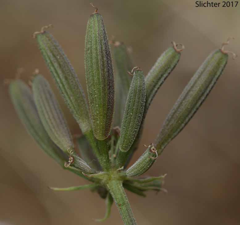 Maturing fruits of Narrowfruit Biscuitroot, Nineleaf Desert Parsley: Lomatium brevifolium (Synonym: Lomatium triternatum var. var. brevifolium)