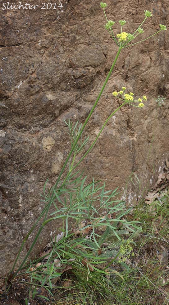 Narrowfruit Biscuitroot, Nineleaf Desert Parsley: Lomatium brevifolium (Synonym: Lomatium triternatum var. var. brevifolium)