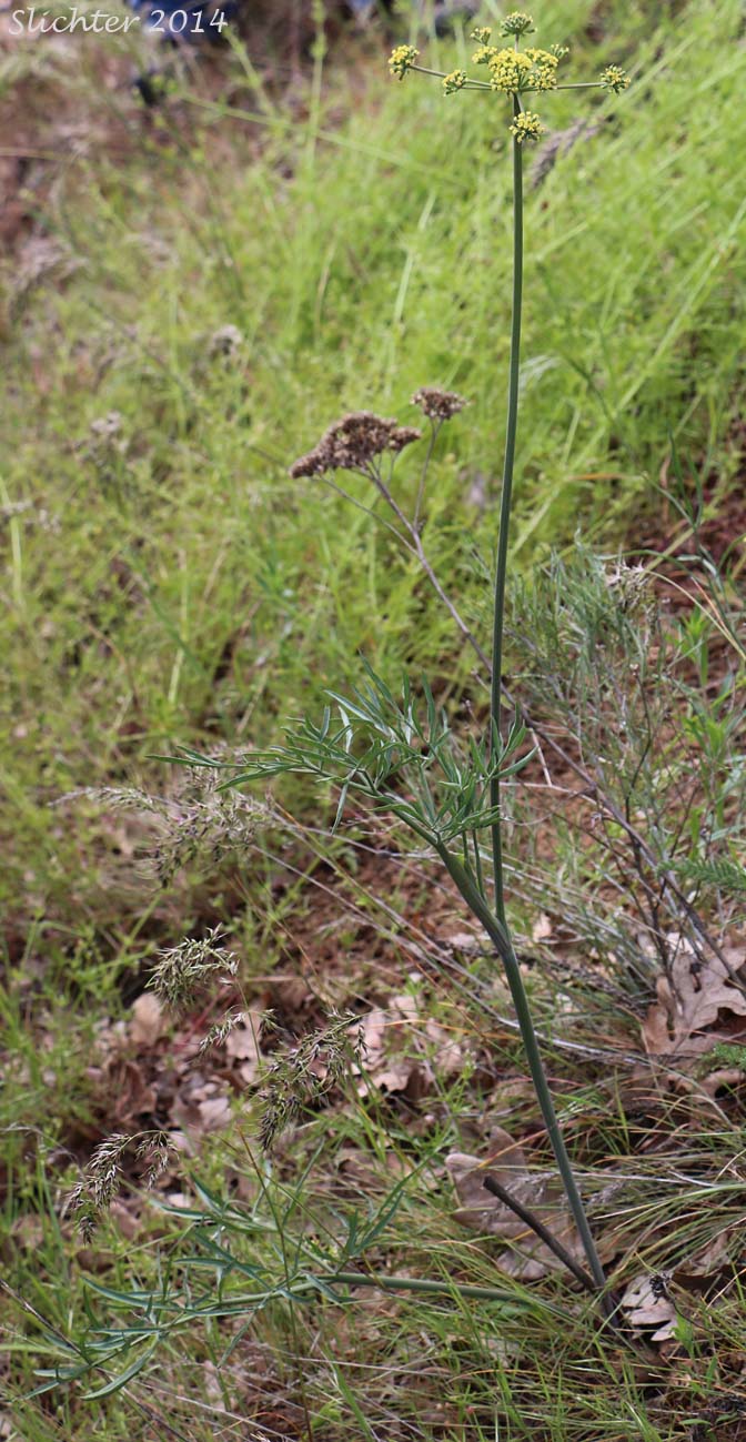 Narrowfruit Biscuitroot, Nineleaf Desert Parsley: Lomatium brevifolium (Synonym: Lomatium triternatum var. var. brevifolium)