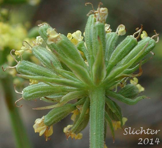 Umbellet of Narrowfruit Biscuitroot, Nineleaf Desert Parsley: Lomatium brevifolium (Synonym: Lomatium triternatum var. var. brevifolium)