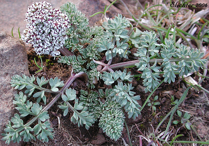 Canby's Biscuitroot, Canby's Desert-parsley, Canby's Desert Parsley, Canby's Lomatium, Chucklusa: Lomatium canbyi (Synonyms: Cogswellia canbyi, Peucedanum canbyi)