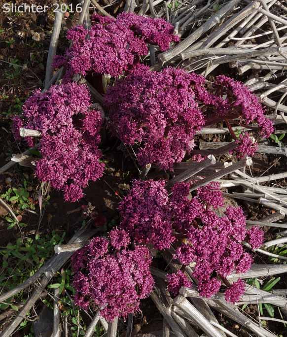 Inflorescence of Columbia Desert Parsley, Columbia Gorge Desert-parsley, Columbia Lomatium, Purple Leptotaenia, Purple Lomatium: Lomatium columbianum (Synonym: Leptotaenia purpurea)
