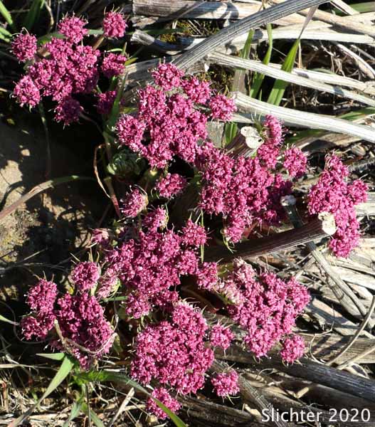 Inflorescence of Columbia Desert Parsley, Columbia Gorge Desert-parsley, Columbia Lomatium, Purple Leptotaenia, Purple Lomatium: Lomatium columbianum (Synonym: Leptotaenia purpurea)