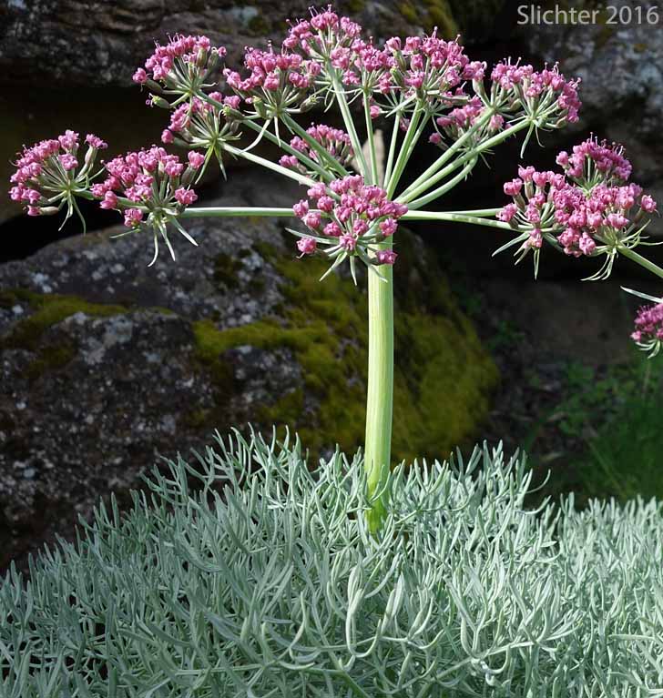 Columbia Desert Parsley, Columbia Gorge Desert-parsley, Columbia Lomatium, Purple Leptotaenia, Purple Lomatium: Lomatium columbianum (Synonym: Leptotaenia purpurea)