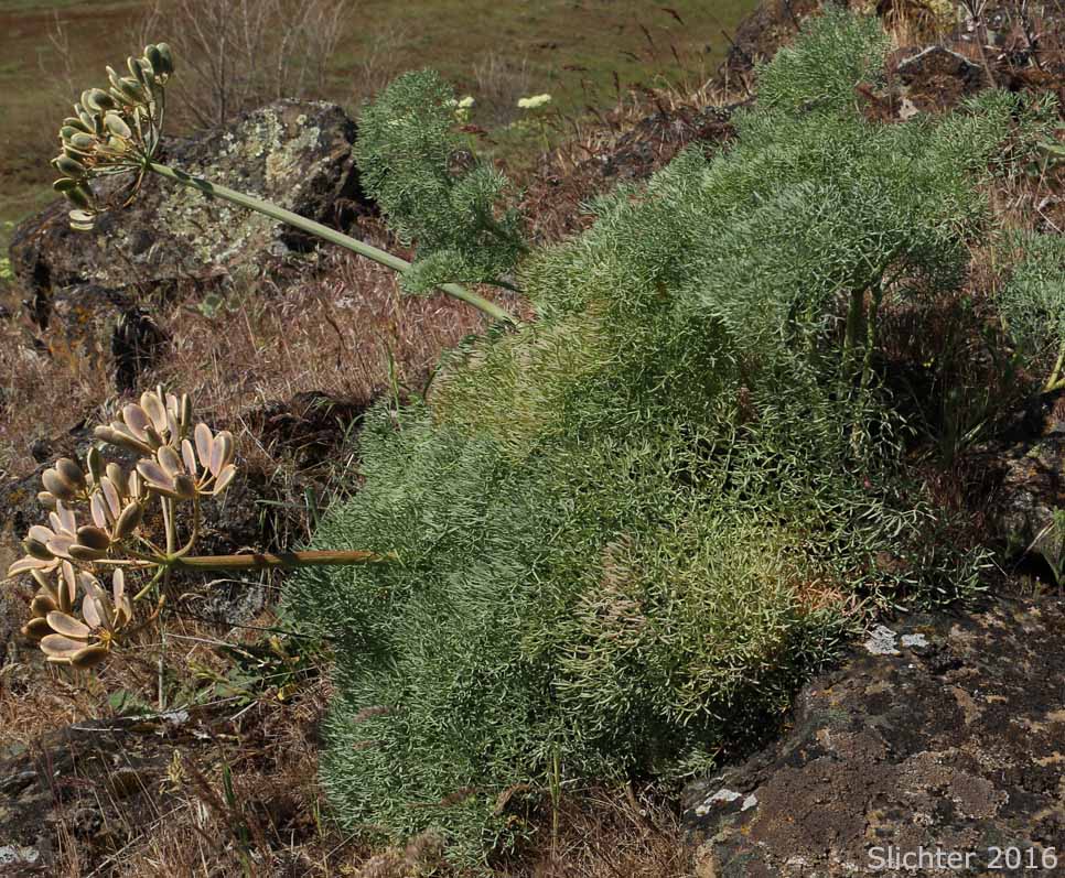 Columbia Desert Parsley, Columbia Gorge Desert-parsley, Columbia Lomatium, Purple Leptotaenia, Purple Lomatium: Lomatium columbianum (Synonym: Leptotaenia purpurea) with maturing fruits.