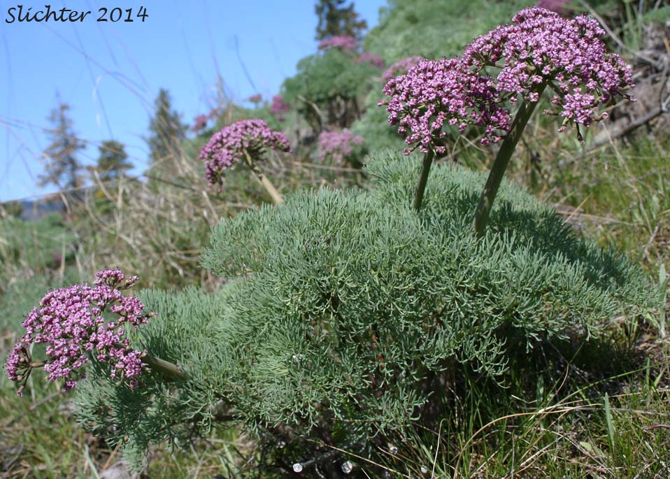 Columbia Desert Parsley, Columbia Gorge Desert-parsley, Columbia Lomatium, Purple Leptotaenia, Purple Lomatium: Lomatium columbianum (Synonym: Leptotaenia purpurea)