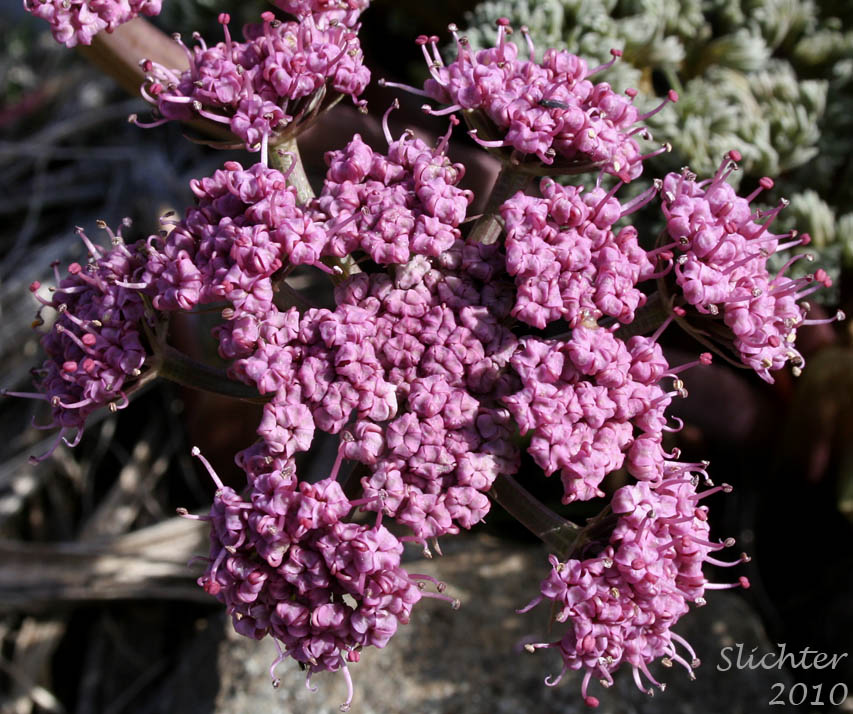 Umbellet of Columbia Desert Parsley, Columbia Gorge Desert-parsley, Columbia Lomatium, Purple Lomatium: Lomatium columbianum (Synonym: Leptotaenia purpurea)