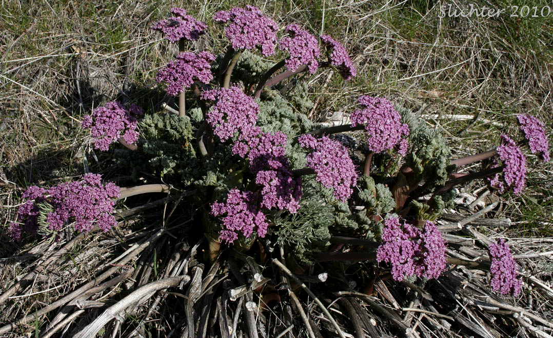 Columbia Desert Parsley, Columbia Gorge Desert-parsley, Columbia Lomatium, Purple Lomatium: Lomatium columbianum (Synonym: Leptotaenia purpurea)
