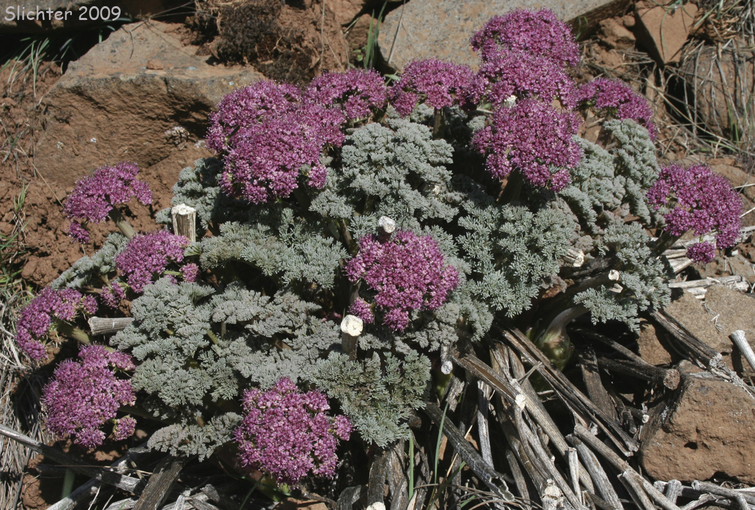 Columbia Desert Parsley: Lomatium columbianum