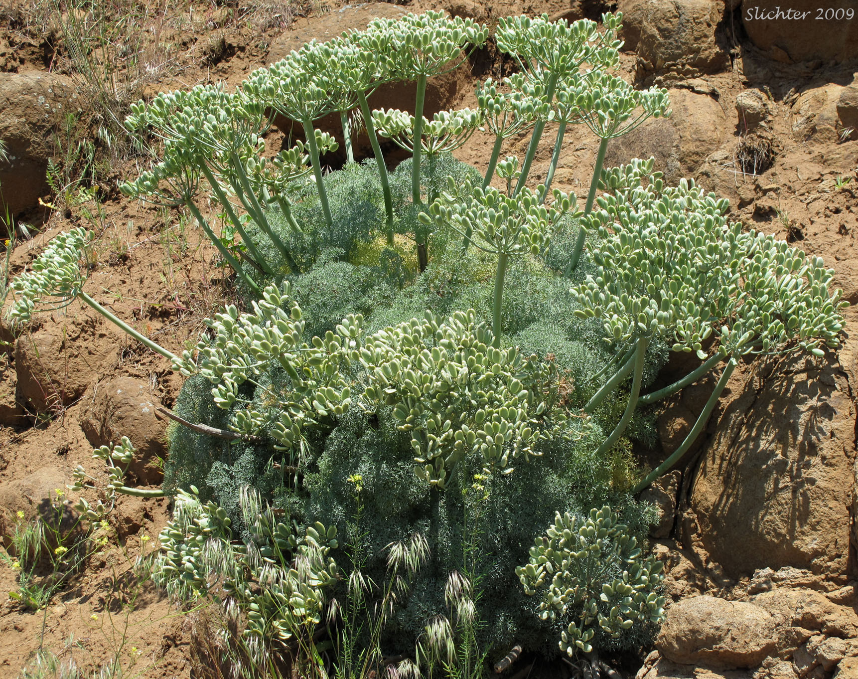 Maturing fruits of Columbia Desert Parsley, Columbia Gorge Desert-parsley, Columbia Lomatium, Purple Lomatium: Lomatium columbianum (Synonym: Leptotaenia purpurea)