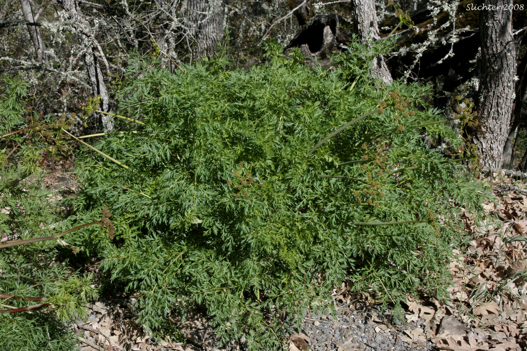 Fernleaf Biscuitroot, Fernleaf Desert Parsley, Fern-leaf Desert Parsley, Fernleaf Lomatium: Lomatium dissectum var. dissectum (Synonyms: Leptotaenia dissecta, Leptotaenia foliosa var. dissecta)
