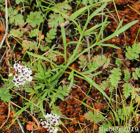 Salt and Pepper, Gorman's Biscuitroot, Gorman's Desert-parsley, Gorman's Desert Parsley: Lomatium gormanii (Synonyms: Lomatium gormanii f. purpureum, Peucedanum confusum)