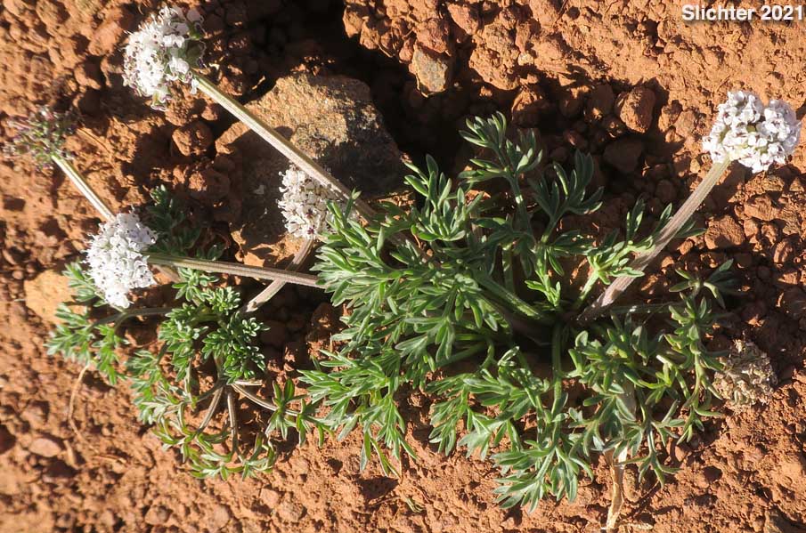 Salt and Pepper, Gorman's Biscuitroot, Gorman's Desert-parsley, Gorman's Desert Parsley: Lomatium gormanii (Synonyms: Lomatium gormanii f. purpureum, Peucedanum confusum)