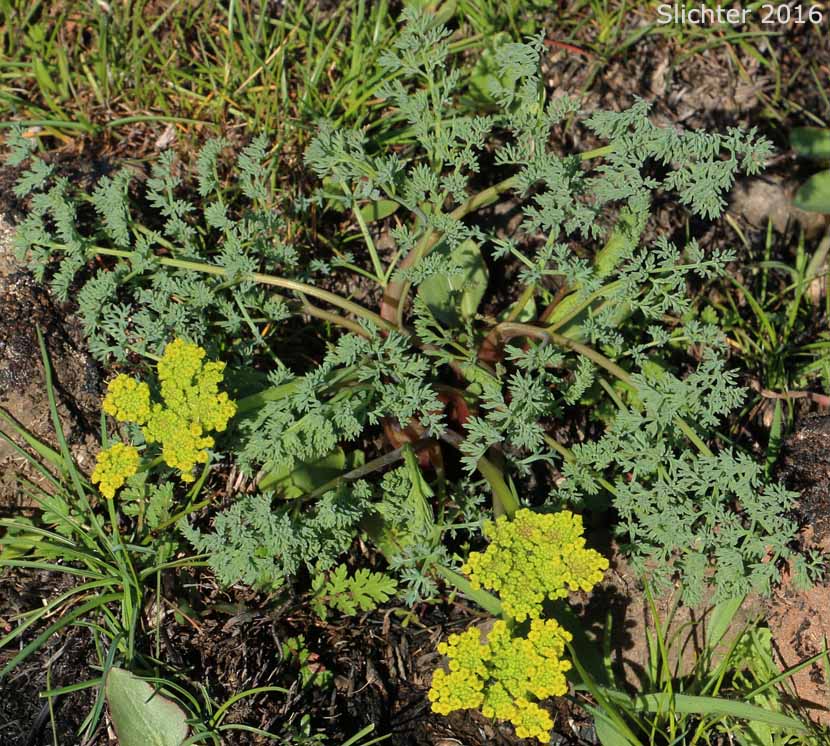 Klickitat Desert Parsley, Klickitat Lomatium: Lomatium klickitatense (Synonym: Lomatium grayi in part)