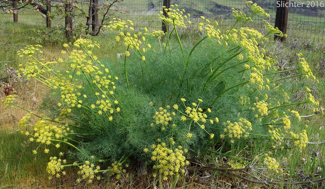 Pungent Desert Parsley, Gray's Biscuitroot, Gray's Lomatium, Milfoil Lomatium: Lomatium papilioniferum (Synonyms: Lomatium grayi, Lomatium grayi var. grayi)