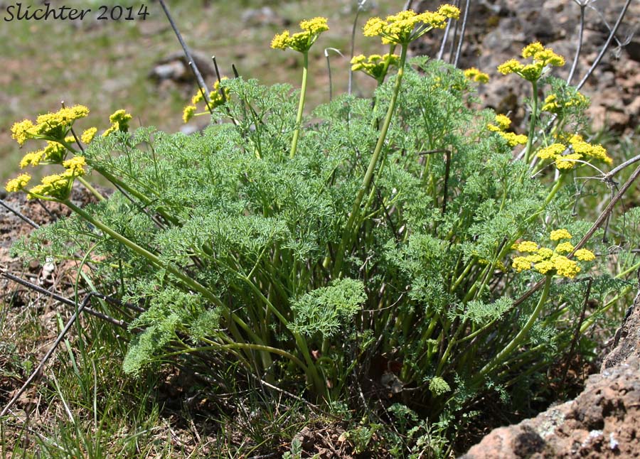 Klickitat Desert Parsley, Klickitat Lomatium: Lomatium klickitatense (Synonym: Lomatium grayi in part)