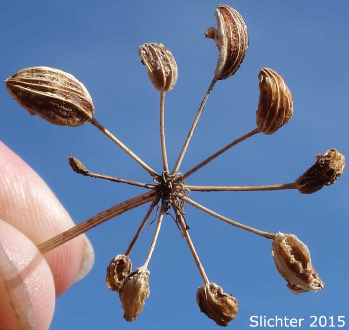 Seed ehad of Klickitat Desert Parsley, Klickitat Lomatium: Lomatium klickitatense (Synonym: Lomatium grayi in part)