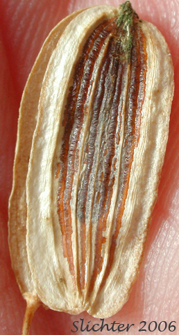 Fruit of Klickitat Desert Parsley, Klickitat Lomatium: Lomatium klickitatense (Synonym: Lomatium grayi in part)