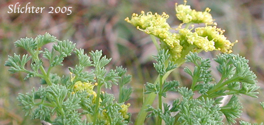 Gray's Biscuitroot, Gray's Lomatium, Milfoil Lomatium, Pungent Desert Parsley: Lomatium papilioniferum (Synonyms: Lomatium grayi, Lomatium grayi var. grayi)