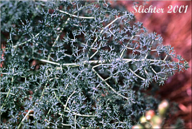 Dissected leaf of Gray's Biscuitroot, Gray's Lomatium, Milfoil Lomatium, Pungent Desert Parsley: Lomatium papilioniferum (Synonyms: Lomatium grayi, Lomatium grayi var. grayi)