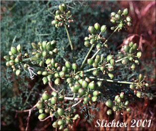 Fruits of Gray's Biscuitroot, Gray's Lomatium, Milfoil Lomatium, Pungent Desert Parsley: Lomatium papilioniferum (Synonyms: Lomatium grayi, Lomatium grayi var. grayi)