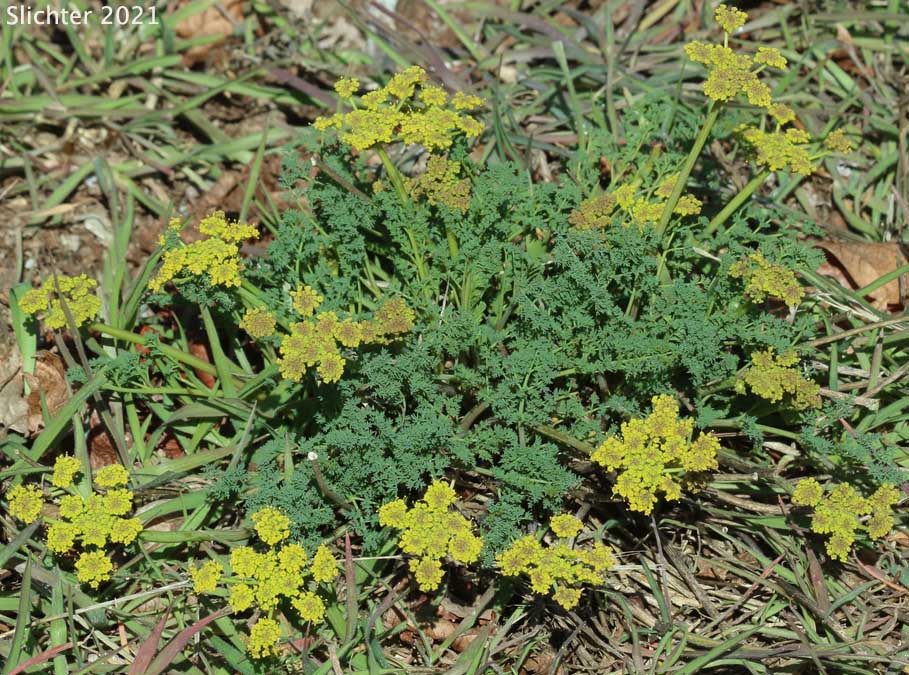 Gray's Biscuitroot, Gray's Lomatium, Milfoil Lomatium, Pungent Desert Parsley: Lomatium papilioniferum (Synonyms: Lomatium grayi, Lomatium grayi var. grayi)