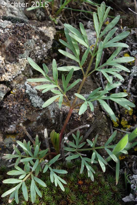 Young leaves of Smooth Desert Parsley, Slickrock Biscuitroot, Slickrock Desert Parsley, Smooth Lomatium: Lomatium laevigatum