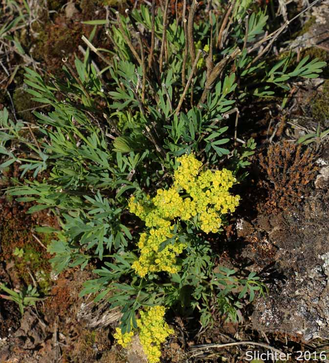 Smooth Desert Parsley, Slickrock Biscuitroot, Slickrock Desert Parsley, Smooth Lomatium: Lomatium laevigatum