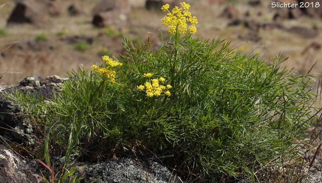 Smooth Desert Parsley, Slickrock Biscuitroot, Slickrock Desert Parsley, Smooth Lomatium: Lomatium laevigatum
