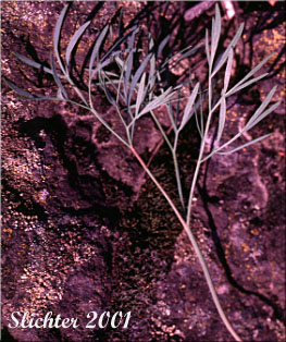 Leaf of Smooth Desert Parsley, Slickrock Biscuitroot, Slickrock Desert Parsley, Smooth Lomatium: Lomatium laevigatum