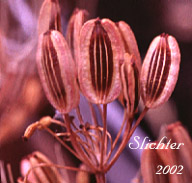 Fruits of Smooth Desert Parsley, Slickrock Biscuitroot, Slickrock Desert Parsley, Smooth Lomatium: Lomatium laevigatum
