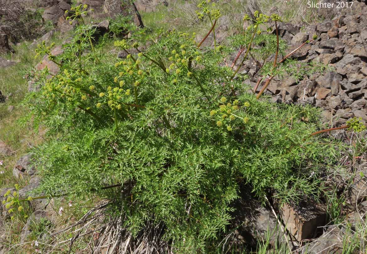 Carrotleaf Biscuitroot, Fern-leaf Desert Parsely: Lomatium dissectum var. multifidum (Synonyms: Leptotaenia dissecta, Leptotaenia foliosa var. dissecta, Lomatium dissectum var. eatonii)