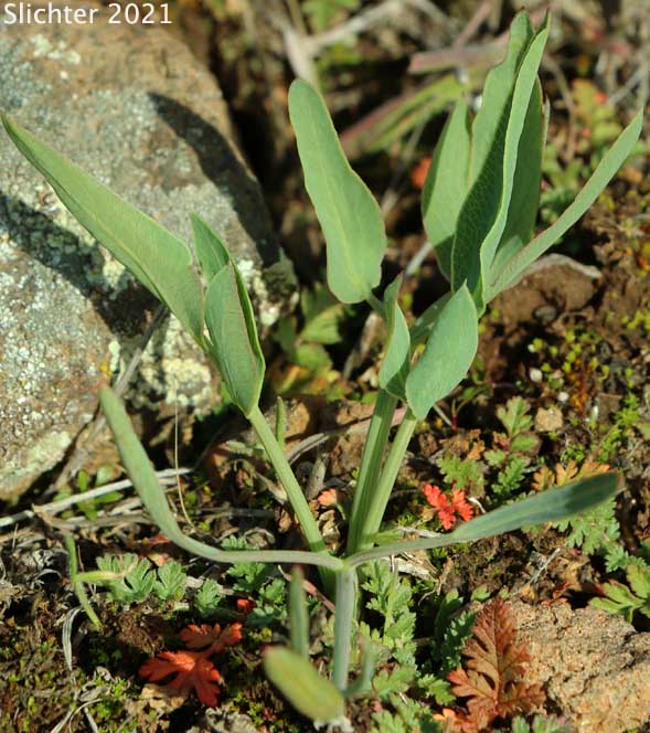 Late winter leaves of Bare-stem Desert Parsley, Barestem Biscuitroot, Indian-consumption-plant, Pestle Parsnip: Lomatium nudicaule (Synonyms: Cogswellia nudicaulis, Lomatium platyphyllum)