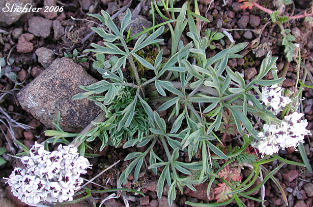 Indian Biscuitroot, Salt and Pepper, Piper's Desert Parsley: Lomatium piperi (Synonym: Cogswellia piperi)