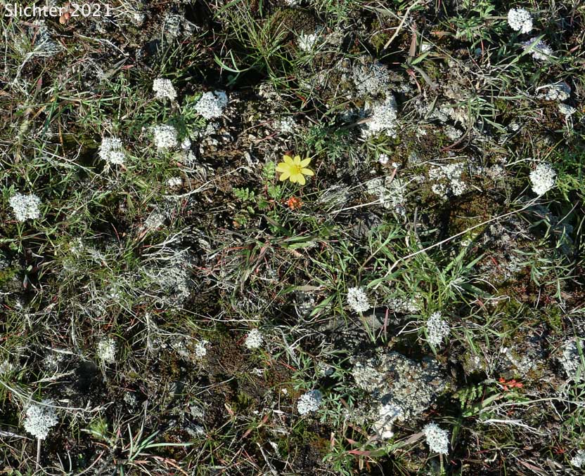 Habitat of Indian Biscuitroot, Salt and Pepper, Piper's Desert Parsley: Lomatium piperi (Synonym: Cogswellia piperi)