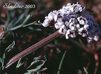 Indian Biscuitroot, Salt and Pepper, Piper's Desert Parsley: Lomatium piperi (Synonym: Cogswellia piperi)