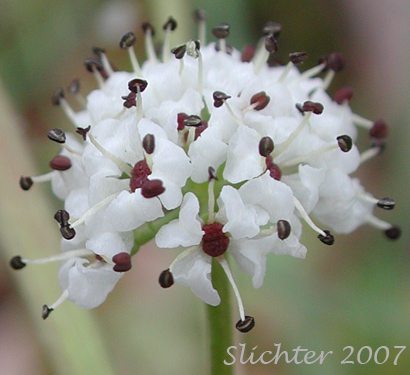 Inflorescence of Indian Biscuitroot, Salt and Pepper, Piper's Desert Parsley: Lomatium piperi (Synonym: Cogswellia piperi)