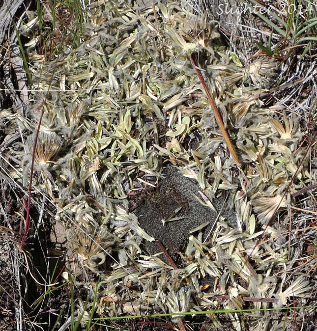 Seed cache of desert parsley seeds, Klickitat County, WA.......May 17, 2014.