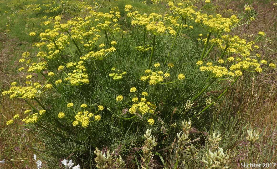 Suksdorf's Desert Parsley: Lomatium suksdorfii