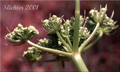 Umbel of Suksdorf's Desert Parsley, Suksdorf's Lomatium: Lomatium suksdorfii (Synonym: Cogswellia suksdorfii)