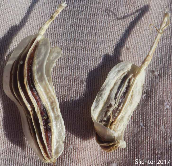 Fruits of Suksdorf's Desert Parsley: Lomatium suksdorfii