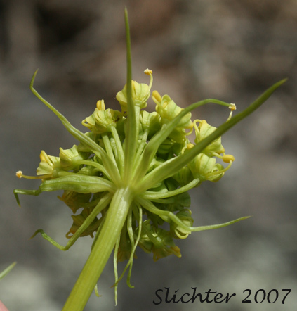 Umbellet bracts of Suksdorf's Desert Parsley: Lomatium suksdorfii
