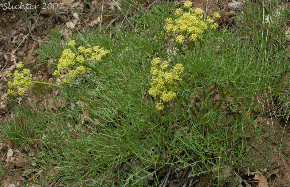 Suksdorf's Desert Parsley, Suksdorf's Lomatium: Lomatium suksdorfii (Synonym: Cogswellia suksdorfii)