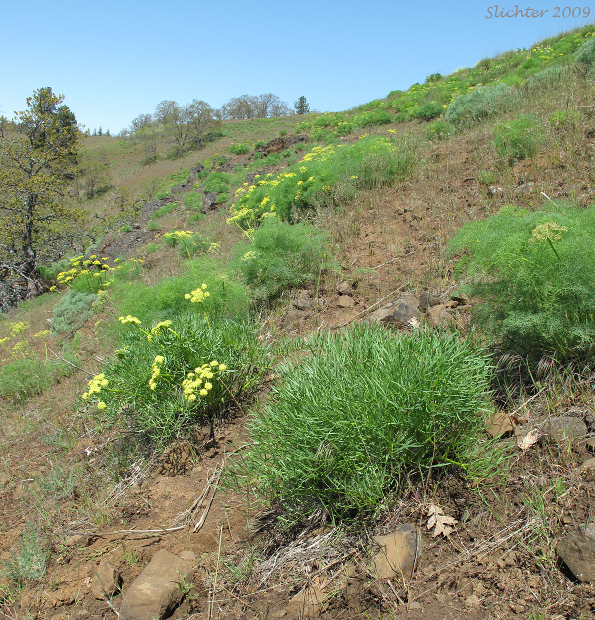 Suksdorf's Desert Parsley: Lomatium suksdorfii